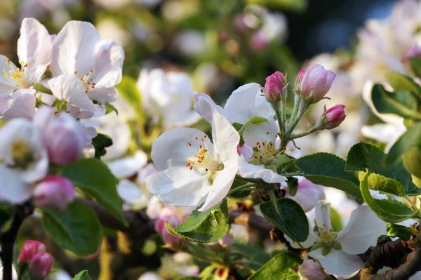 Orchard in the spring. Blooming apple trees, buds and fully developed flowers.