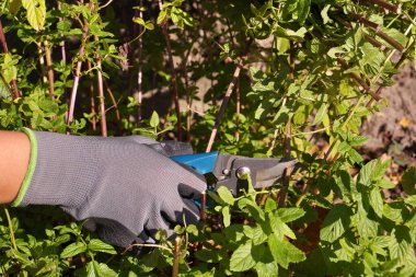 Nane eritme (Mentha piperita) sapları. Sonbahar bahçıvanlığı.