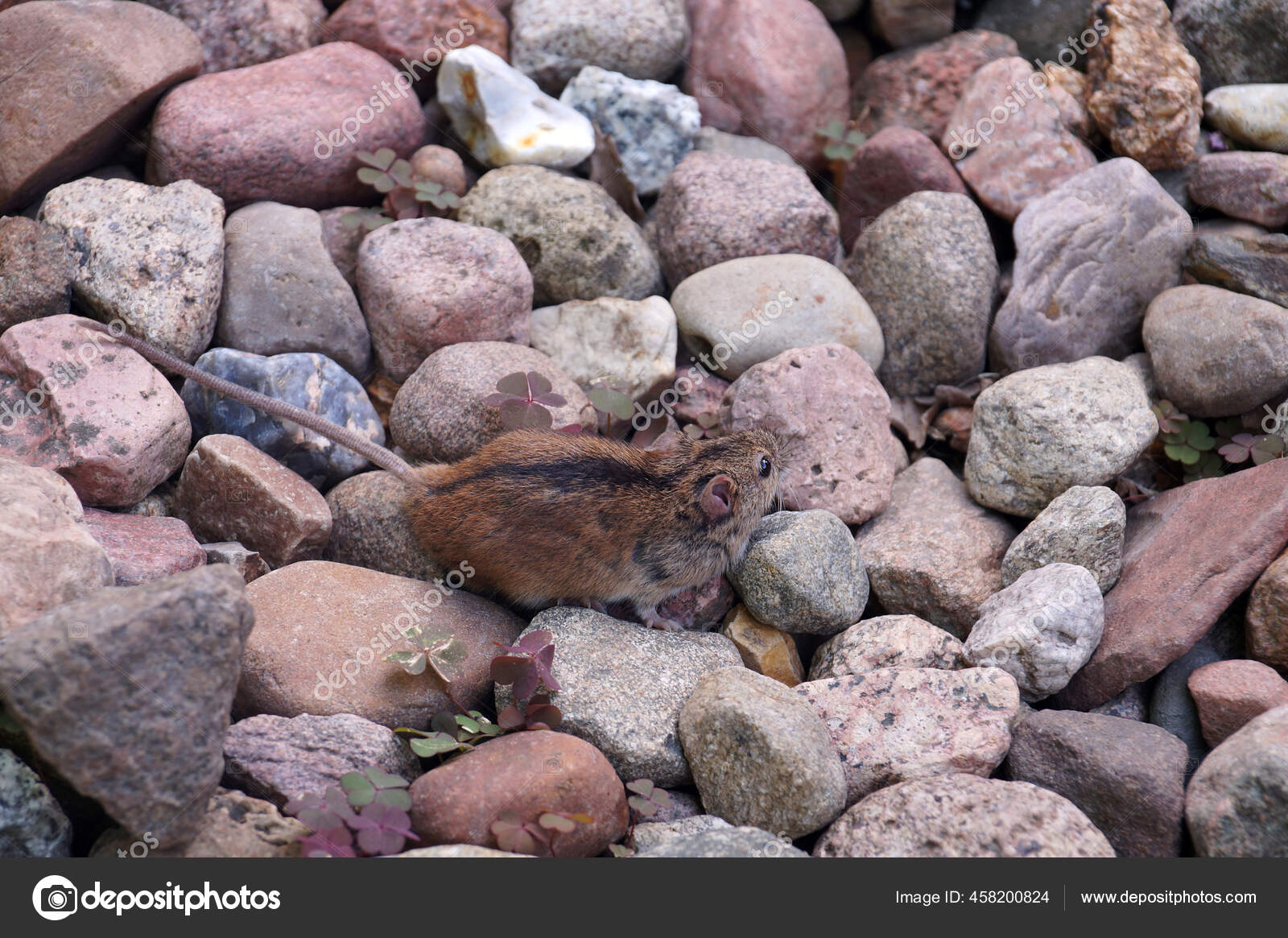 Mulot Pictures Mulot Stock Photos Images Depositphotos Mulot Pictures Mulot Stock Photos Images Depositphotos