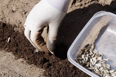 Bahçede bahar işe yarıyor. Ayçiçeği tohumları ekiyorum.  