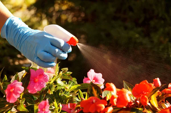 Pekerjaan Kebun Perlindungan Terhadap Penyakit Dan Serangga Dengan Menyemprot Dengan — Stok Foto