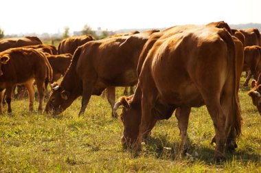 Bir inek sürüsünün ortasında. Limuzin inekler yetiştiriyor..