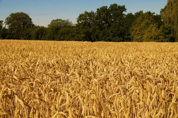 熟した小麦の巨大なフィールド 地平線の木 — ストック写真