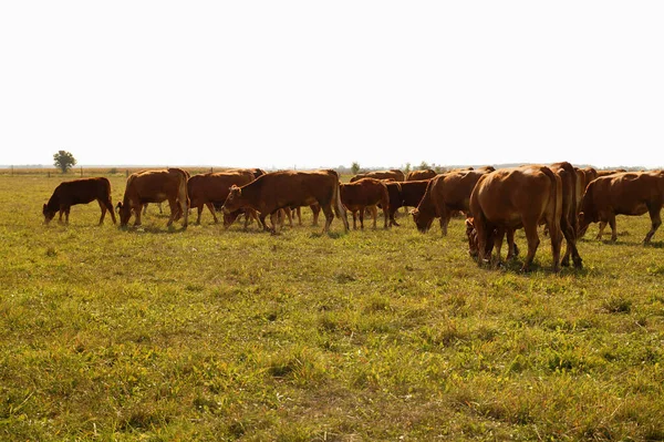 Pasture Grazing Limousine Cows Setting Sun — Stock Photo, Image