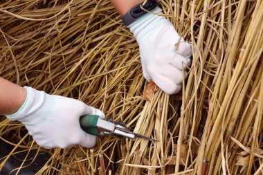 Miscanthus tipinin geçen yılki süs çimlerinin budanması. Geçen yılın bitkilerinin kalıntılarını budama makinesiyle kesiyor. Erken bahar bahçe işleri.