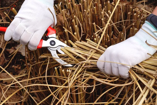 Pruning of last year\'s ornamental grasses of the Miscanthus type. Cutting the remains of last year\'s plants with a pruner. Early spring garden work.