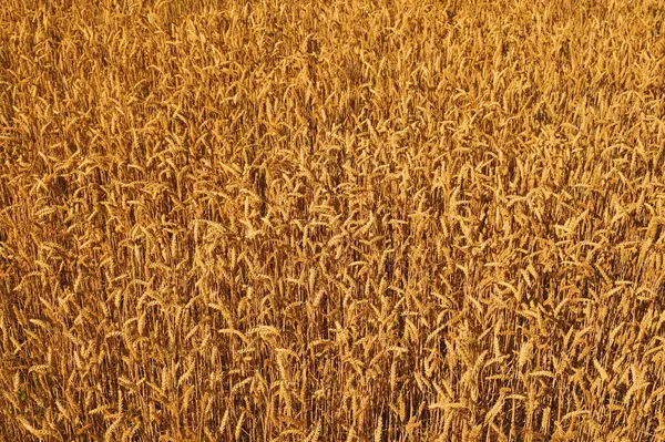 Fragment Field Wheat Thousands Ears — Stock Photo, Image