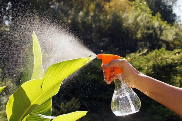 Bitkinin Yapraklarını Elle Nemlendirici Sprey Ile Nemlendiriyor — Stok fotoğraf