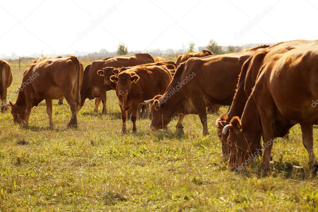 Pasture. A herd of cows during grazing, calves in the middle of the herd.