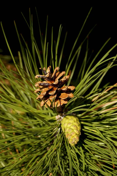 Pine Över Två Unga Kottar Och Mogen Pinecone Med Frön — Stockfoto