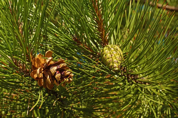 View Two Cones Different Stages Maturation Black Pine — Stock Photo, Image