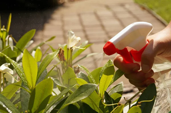 Berkebun Memerangi Penyakit Tanaman Kebun Dengan Menyemprot — Stok Foto