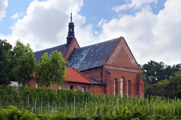 Sandomierz Polonya Aziz James Adanmış Kiliseyi Çevreleyen Üzüm Bağları — Stok fotoğraf