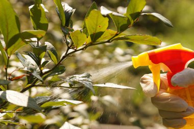 Spreylemek, serpmek ya da bitkilere sıkmak. Güneşin vurduğu bir sıvı akıntısı..