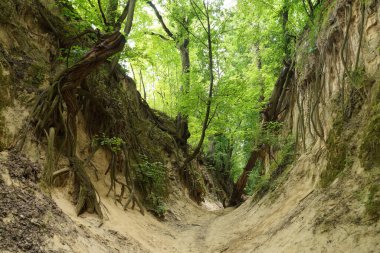 Loess Vadisi, St. Jadwiga Vadisi olarak adlandırılır. Sandomierz şehrinin simgesi..