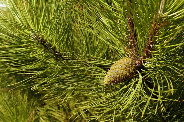 Pinus Nigra Rakouská Borovice Nebo Černá Borovice Druh Borovice Vyskytující — Stock fotografie