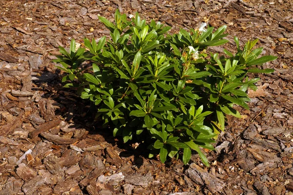 Mulchen Rhododendronstrauch Vor Unkraut Geschützt Vlies Mit Rinde Überzogen — Stockfoto