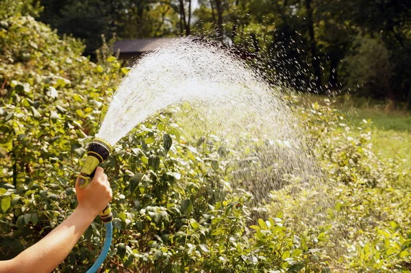 Ein Wasserstrom Blaubeersträucher Mit Der Gießkanne Gießen — Stockfoto