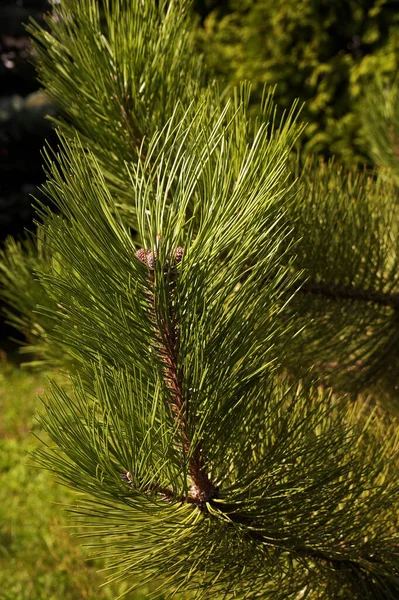 Pinus Nigra Uma Espécie Pinho Gênero Pinus Pertencente Família Pinaceae — Fotografia de Stock