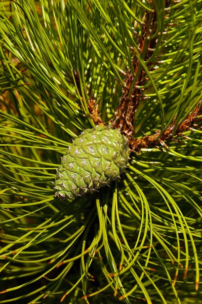 Pinus Nigra Австрійська Сосна Або Чорна Сосна Вид Сосни Поширений — стокове фото