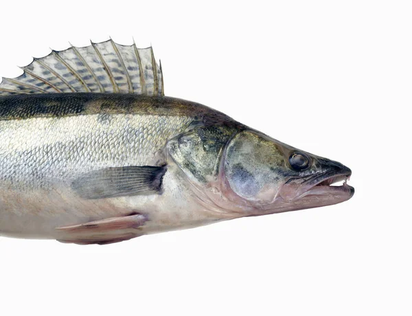 Θήραμα Αρπακτικών Ψαριών Sander Lucioperca Νόστιμο Και Εκτιμάται Από Θηράματα — Φωτογραφία Αρχείου