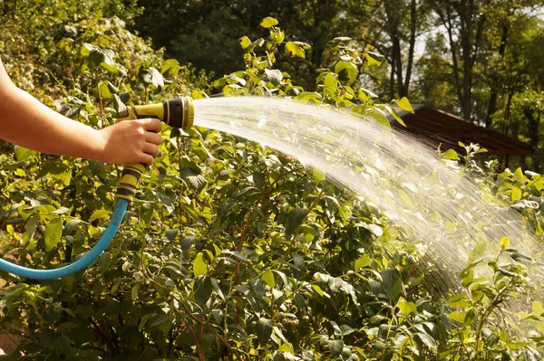 散水銃でブルーベリーの低木に水をやる 水の流れ — ストック写真
