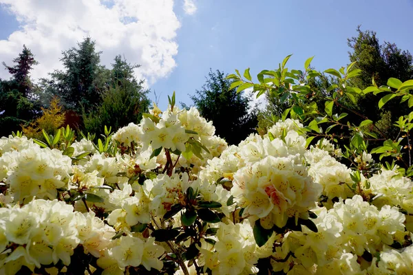 Close Flowers Backdrop Sunny Sky Intensive Flowering Rhododendrons — Zdjęcie stockowe