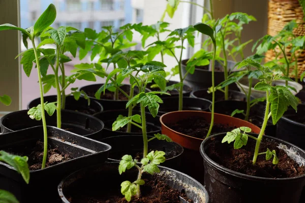 Tomates Melones Jóvenes Ventana Del Apartamento Está Llena Plántulas Plantas — Foto de Stock