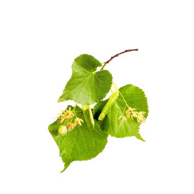 Beyaz arka planda yeşil yaprakları ve çiçekleri olan bir kireç dalı..