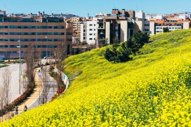 Arka planda bisikletçiler olan tecavüz tohumları çiçekleri, Las Tablas, Madrid, İspanya 'da yakalandı.