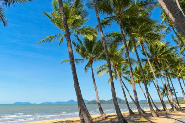 Palm Cove North Queensland 'daki tropik sahilde palmiye ağaçları