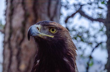 Dağlardaki bir dağ kartalının portresi.