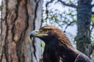 Dağlardaki bir dağ kartalının portresi.