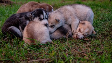 İri köpek yavruları çimenlerde uyur..
