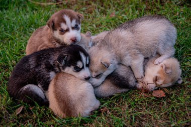 İri köpek yavruları çimenlerde uyur..