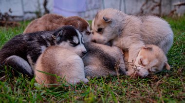 İri köpek yavruları çimenlerde uyur..