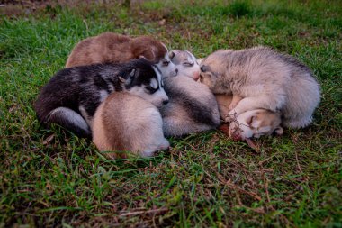 İri köpek yavruları çimenlerde uyur..