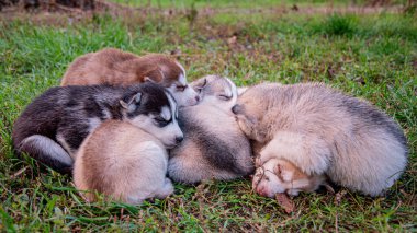 İri köpek yavruları çimenlerde uyur..