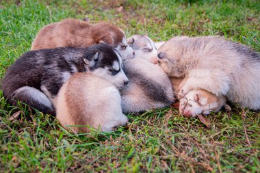 İri köpek yavruları çimenlerde uyur..