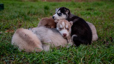 İri köpek yavruları çimenlerde uyur..
