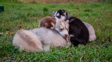 İri köpek yavruları çimenlerde uyur..