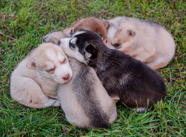 İri köpek yavruları çimenlerde uyur..