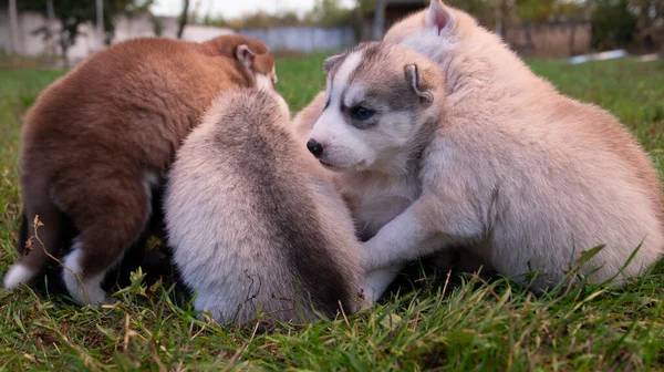 Pequeños Cachorros Husky Están Descansando Césped Para Dar Paseo — Foto de Stock