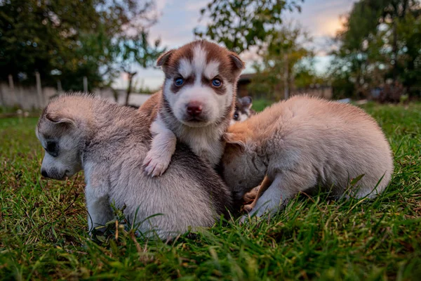 Pequeños Cachorros Husky Están Descansando Césped Para Dar Paseo — Foto de Stock