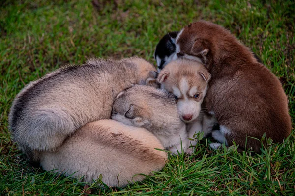 Husky Kölykök Aludni Füvön — Stock Fotó