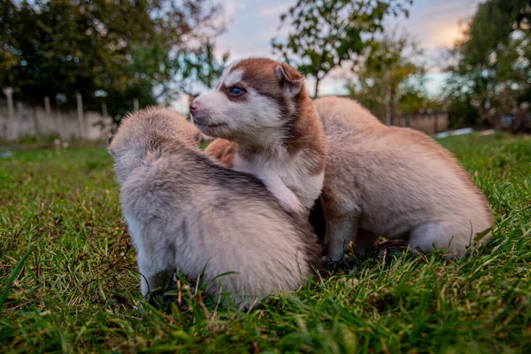 Piccoli Cuccioli Husky Stanno Riposando Sul Prato Una Passeggiata — Foto Stock