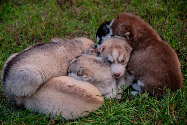 Cachorros Husky Dormem Grama — Fotografia de Stock