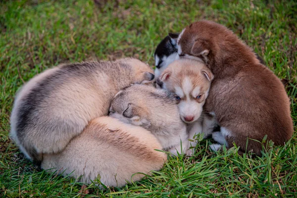 Husky Valpar Sover Gräset — Stockfoto