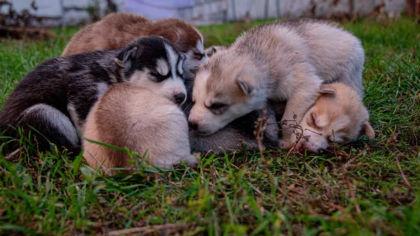 Husky Cachorros Dormir Hierba — Foto de Stock