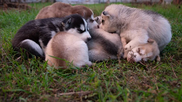 Husky Valpar Sover Gräset — Stockfoto